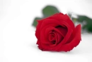 Single rose