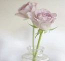 Lilac roses