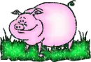 pig