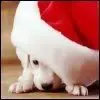 X-Mas Puppy