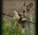 bunny likes ice cream