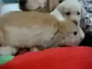 Puupies <3 Bunny