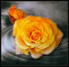 orange rose