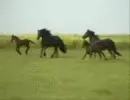 Wild Fresian Horses