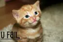 U Fail Kitten :3