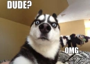 OMG Dog :3