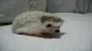 Hedgehog