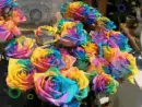 Rainbow Roses