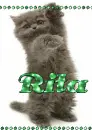 Rita - Black cat - Green