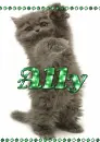 Ally - Black cat - Green