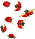 LADYBUG