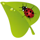 LADYBUG