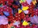 Leaf - background - aut