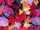Leaf - background - aut