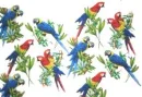Parrot - background