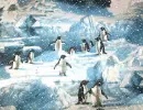 Penguin - background - win