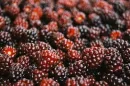 Red blackberry - background