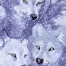 Snowy Wolves - background - win