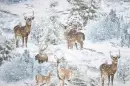 Winter Deer - background - win