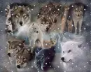 Wolf - background - win