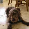 labradoodle dog