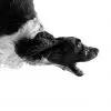 Flying dog