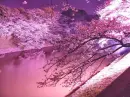 pink world