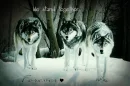 Wolf pack