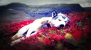 Dying wolf