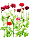 Red Poppy