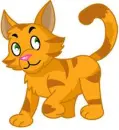 Kitten