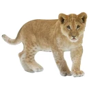 African Lion Cub