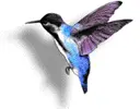 Hummingbird