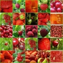 Fruit