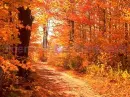 Fall path