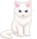 cute kitty