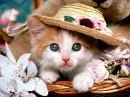 Awww cute cat
