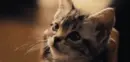 Cute Cat Meowing
