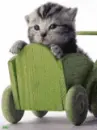 Cat! so cute