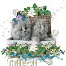 Clipart-Cats in Flowers