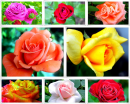 Delicate Roses by Marteeni