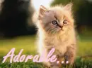 Adorable...