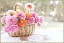 Spring Flowers