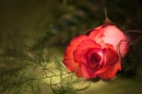 Red Rose