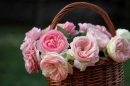 Spring FLowers
