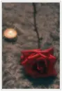 Red Rose