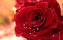 Rainy Rose