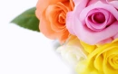 Colourful Roses