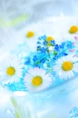 Daisy Fresh