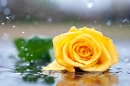 Rose in the Rain